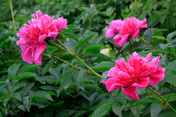 peony flowers in a garden