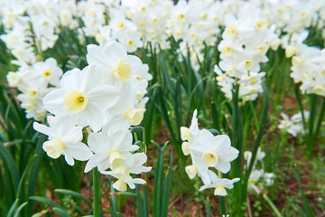 白いスイセンの花　花壇　複数　群生