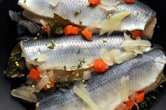 Aringa ft7111_1903 Clupea harengus Atlantic herring Hareng