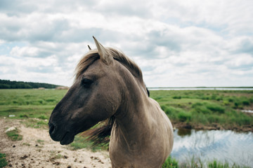 Horse in Latvia - 247759000
