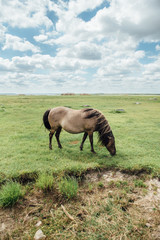 Horse Grazing in Open Field - 247759029