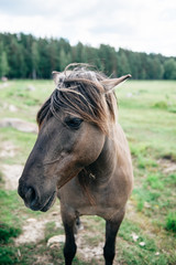 Portrait of a Wild Horse - 247759064
