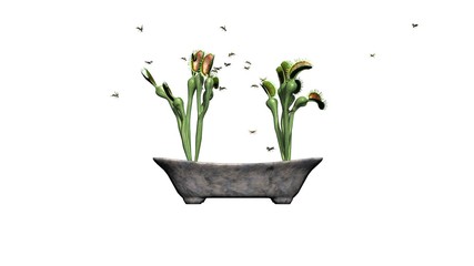 Venus Fly Trap plant with group insect - isolated on white background