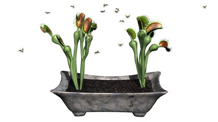 Venus Fly Trap plant with group insect - isolated on white background © sabida