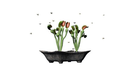 Venus Fly Trap plant with group insect - isolated on white background © sabida