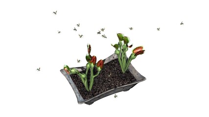 Venus Fly Trap plant with group insect - isolated on white background