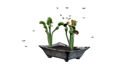 Venus Fly Trap plant with group insect - isolated on white background