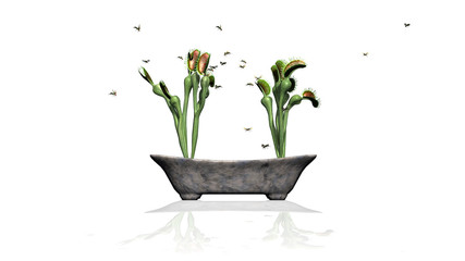 Venus Fly Trap plant with group insect and reflection on the floor - isolated on white background