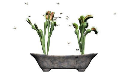 Venus Fly Trap plant with group insect - isolated on white background © sabida