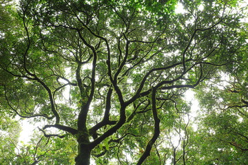 sunlight throught green moss on nature tree of greenery rainforest jungle