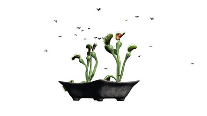 Venus Fly Trap plant with group insect - isolated on white background © sabida