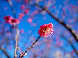 【静岡県伊豆市】紅梅の花【修善寺梅林】