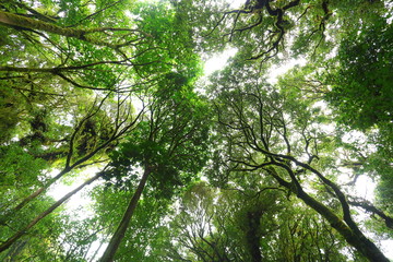 Obraz premium sunlight throught green moss on nature tree of greenery rainforest jungle