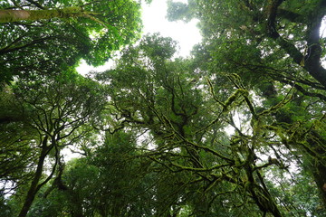 sunlight throught green moss on nature tree of greenery rainforest jungle