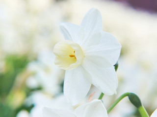 白い水仙の花　アップ