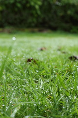 water dew drop on green grass garden