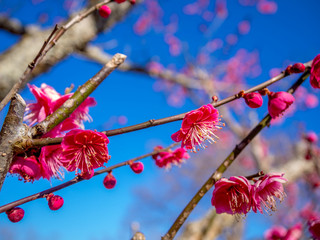 【静岡県伊豆市】紅梅の花【修善寺梅林】