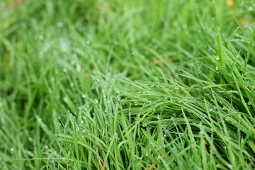 water dew drop on green grass garden