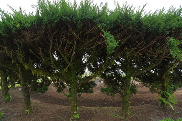 green pine tree in nature garden