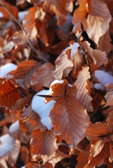 Hainbuchenhecke mit Schnee