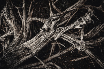 Dried out, white elements of dead wood. Wooden, natural motive.