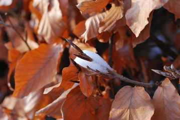Hainbuchenhecke im Winter