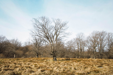  Nice forest in winter. No people