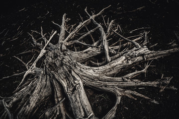 Dried out, white elements of dead wood. Wooden, natural motive.