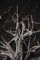 Dried out, white elements of dead wood. Wooden, natural motive.