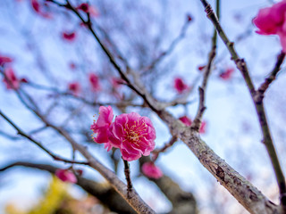 【静岡県伊豆市】紅梅の花【修善寺梅林】