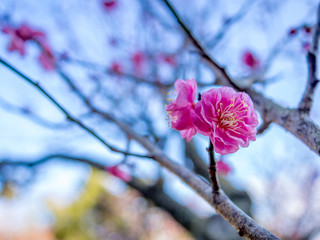 【静岡県伊豆市】紅梅の花【修善寺梅林】
