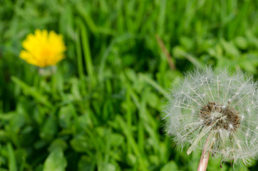 Yellow dandelion flowers and Dandelion seeds