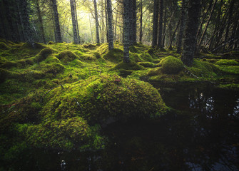 Boreal forest floor. Mossy ground and warm,autumnal light. Norwegian woodlands.