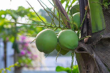 Close-up of the green coconuts growing on the coconut tree.