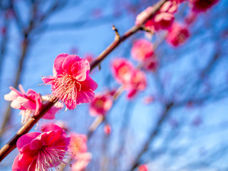 【静岡県伊豆市】紅梅の花【修善寺梅林】