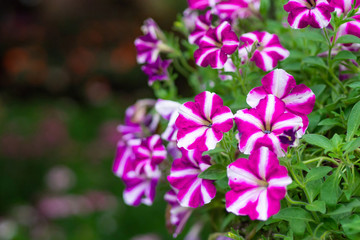 Fototapeta na wymiar Close-up Of beautiful phlox blooming in the garden.