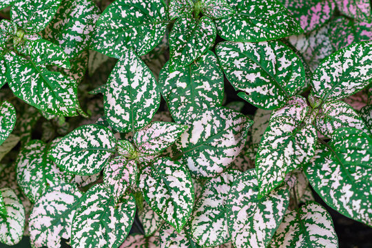 Close-up Of Graptophyllum pictum in the garden.
