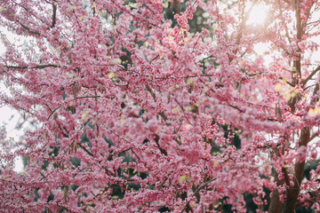 pink cherry tree blossom