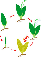 Life cycle of Lily of the valley or Convallaria majalis. Stages of growth from green sprout to adult plant with flowers, red berries and root system