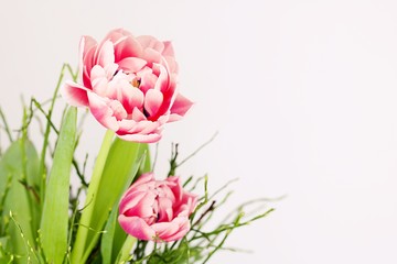 Obraz premium Tulpen 