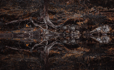 Autumn in Bymarka area in Trondheim, Norway. Beautiful reflections on the lake,