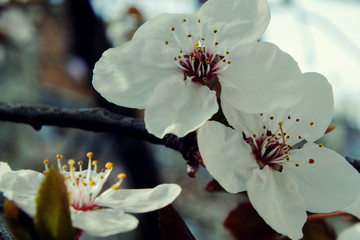 Plum blossom tree flowers