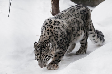 The snow leopard sneaks up on the trail, a big and strong cat sniffing snow looks like sneaking up to prey and hunting. © Mikhail Semenov