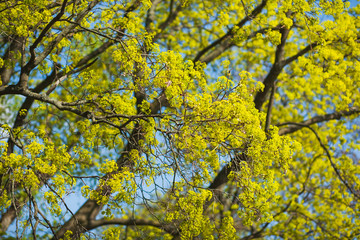 Beautiful green and blue natural background of fresh blooming tree branches and bright sunny blue sky. Horizontal color photography.