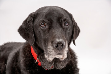 An elderly black labrador bitch waits patiently for instruction while she poses on a white seamless background in the studio