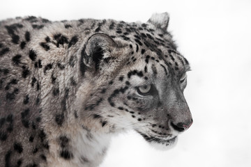 Fototapeta na wymiar a snow leopard close-up, big clear eyes and lush fur.