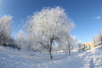 winter in the park