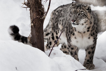 A snow leopard on a dark background sits and proudly looks ahead
