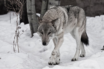 Powerful experienced male wolf with a big powerful head and body, sneaks up and looks.