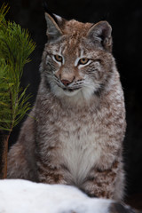 A beautiful lynx sits in the snow next to the tree and looks slyly